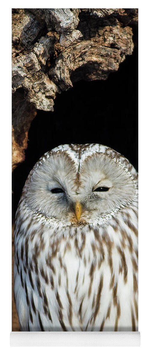 Ural Owl Yoga Mat featuring the photograph Ural Owl in Japan 2 by Natural Focal Point Photography