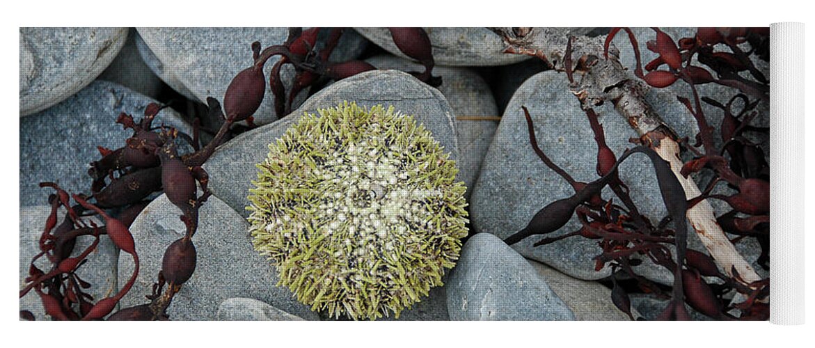 Animal Yoga Mat featuring the photograph Urchin and Kelp on Rocks by Nancy Gleason