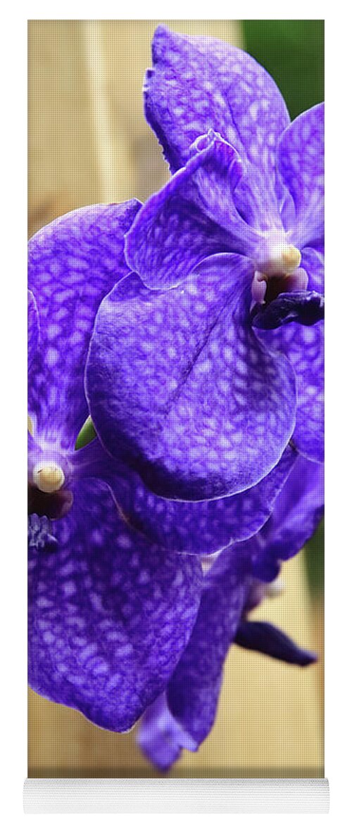 China Yoga Mat featuring the photograph Vanda Orchid Portrait II by Tanya Owens