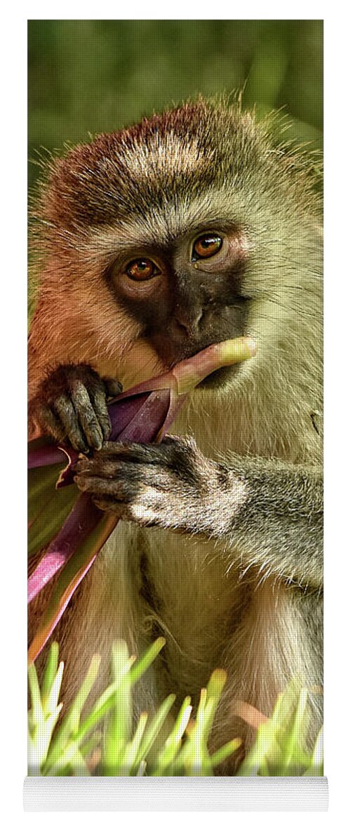 Africa Yoga Mat featuring the photograph Vervet Monkey in Kenya by Mitchell R Grosky