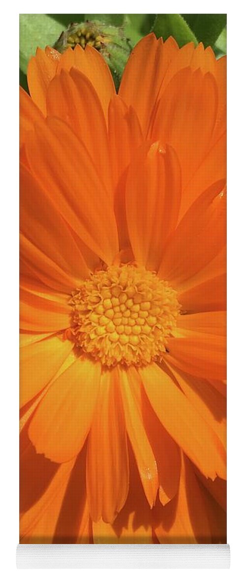 Vibrant Orange Yoga Mat featuring the photograph Vibrant Orange Calendula flower head by Barbara Magor
