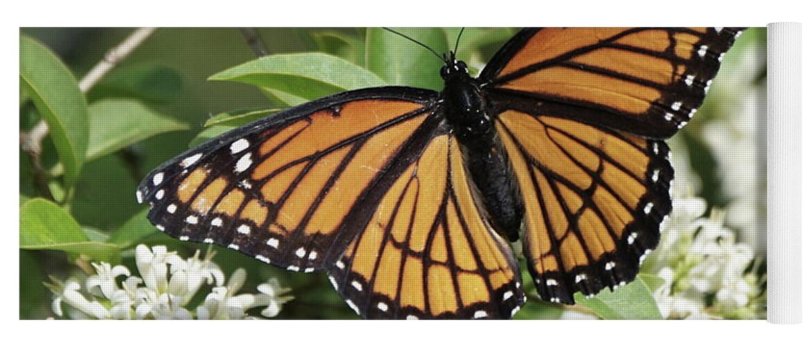 Viceroy Butterfly Yoga Mat featuring the photograph Viceroy Butterfly on Privet Flowers by Robert E Alter
