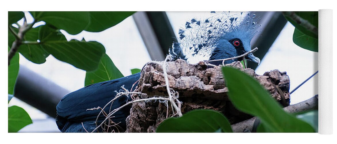 Bird Yoga Mat featuring the photograph Victoria Crowned Pigeon by Flees Photos