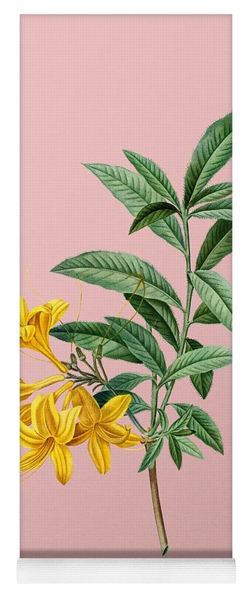 Holyrockarts Yoga Mat featuring the mixed media Vintage Yellow Azalea Botanical Illustration on Pink by Holy Rock Design