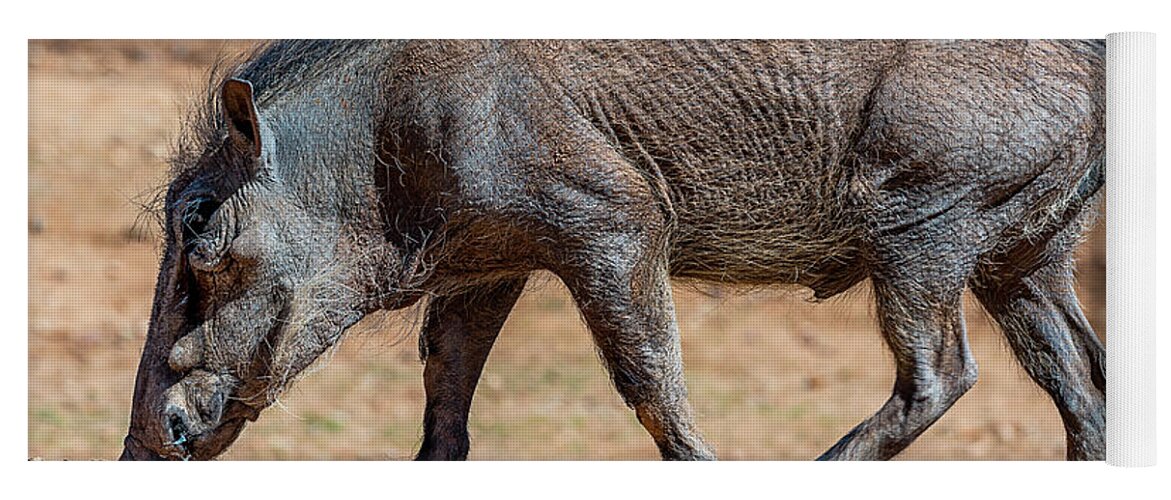  Yoga Mat featuring the photograph Warthog by Al Judge