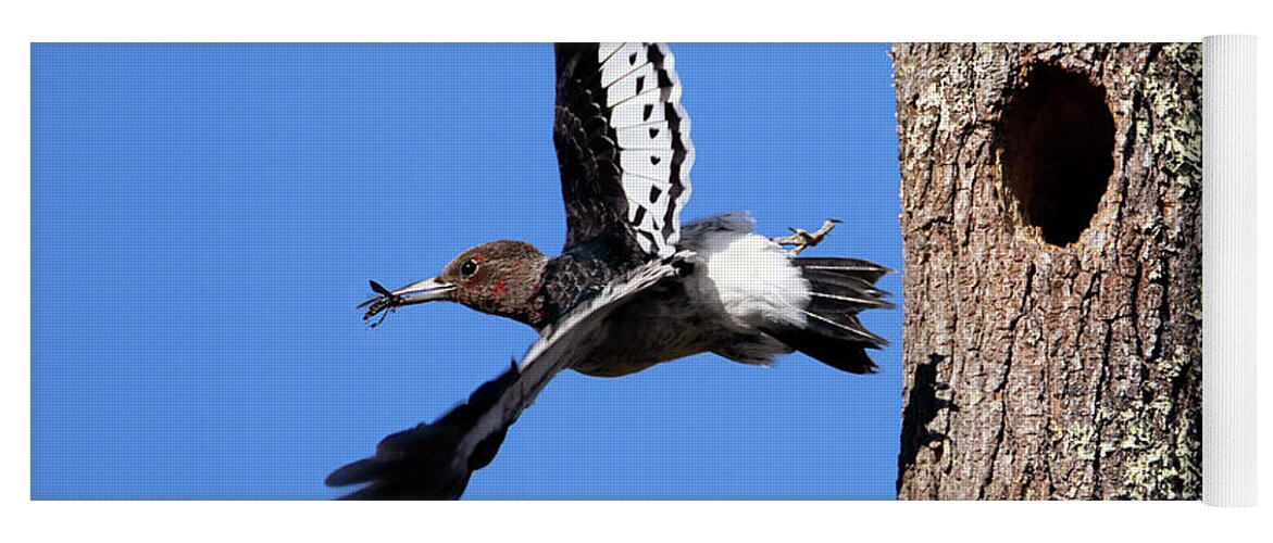 Redheaded Woodpecker Yoga Mat featuring the photograph Wasp Conqueror by Art Cole