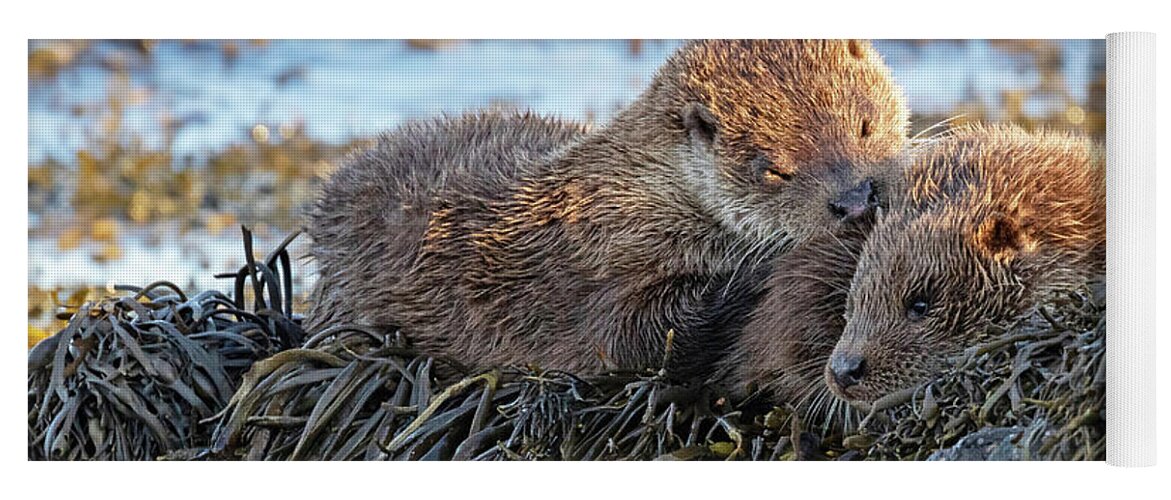Otter Yoga Mat featuring the photograph Watching The Tide Come In by Pete Walkden