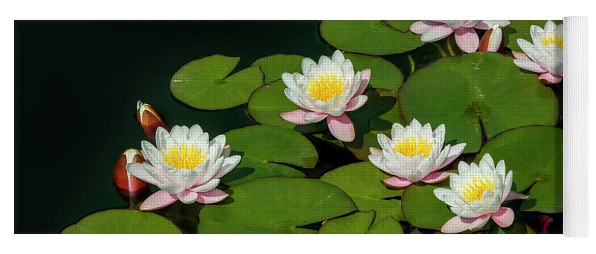 Water Lilies Yoga Mat featuring the photograph Water Lilies, 1 by Glenn Franco Simmons