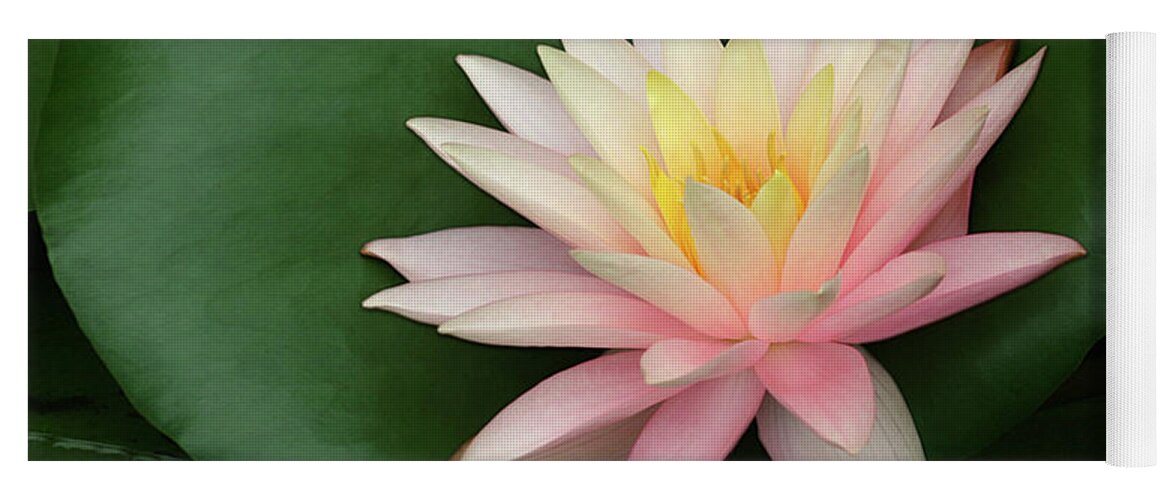 Water Lily; Water Lilies; Lily; Lilies; Flowers; Flower; Floral; Flora; White; White Water Lily; White Flowers; Green; Pink; Digital Art; Photography; Painting; Simple; Decorative; Décor; Macro; Close-up Yoga Mat featuring the photograph Water Lily #1 by Tina Uihlein