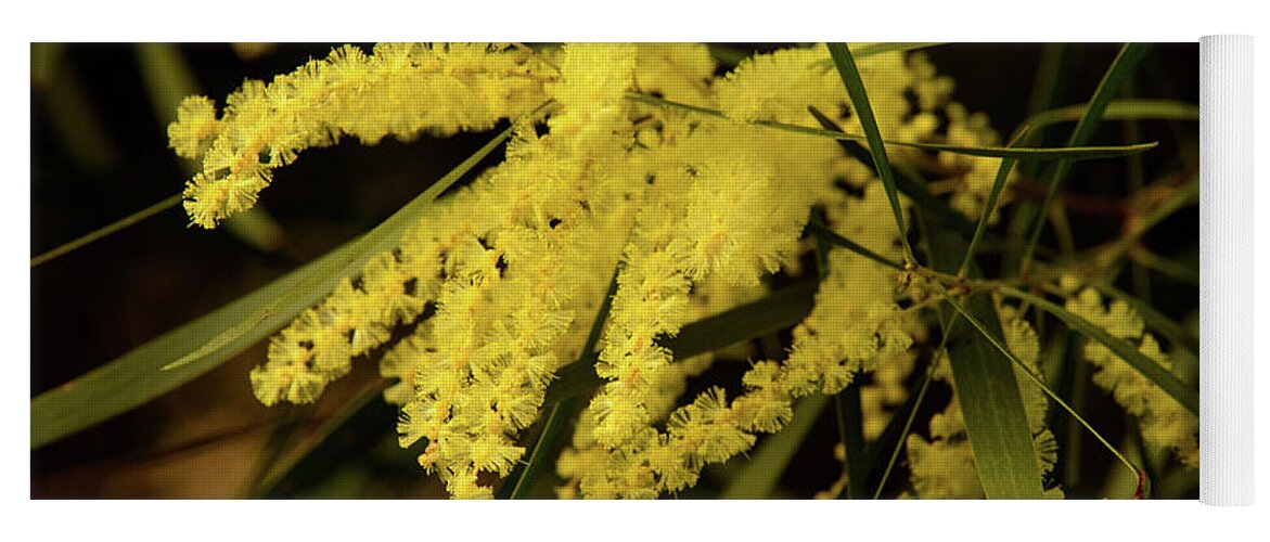 Flora;plant;flower;acacia;wattle;yellow;wildflower Yoga Mat featuring the photograph Wattle C02 by Werner Padarin