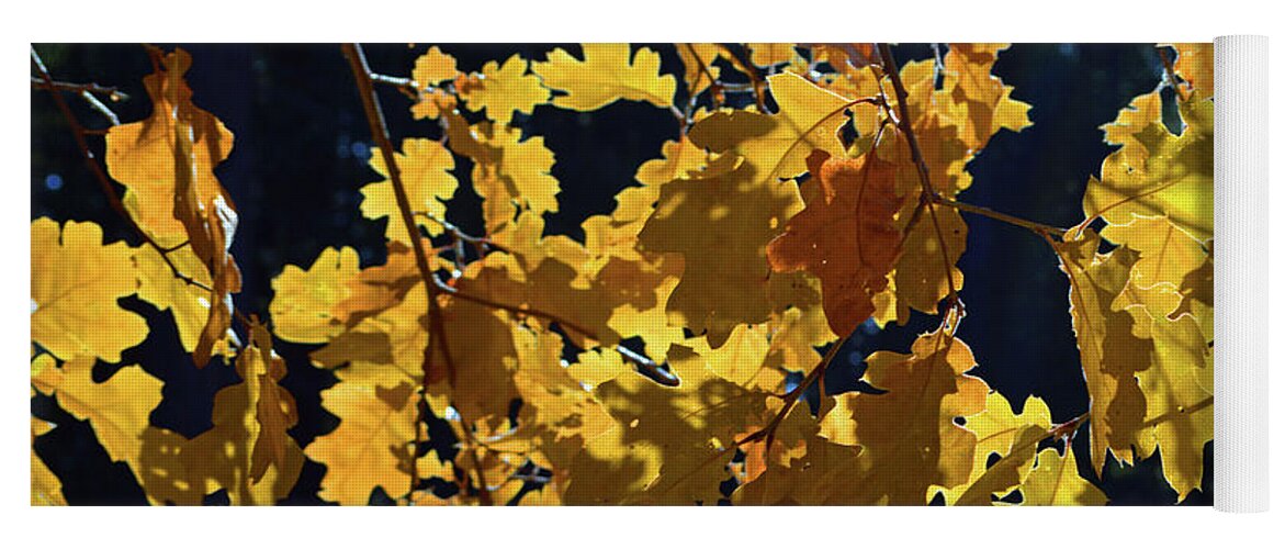 Yosemite Yoga Mat featuring the photograph Wawona Golden Leaves 2 by Eric Forster