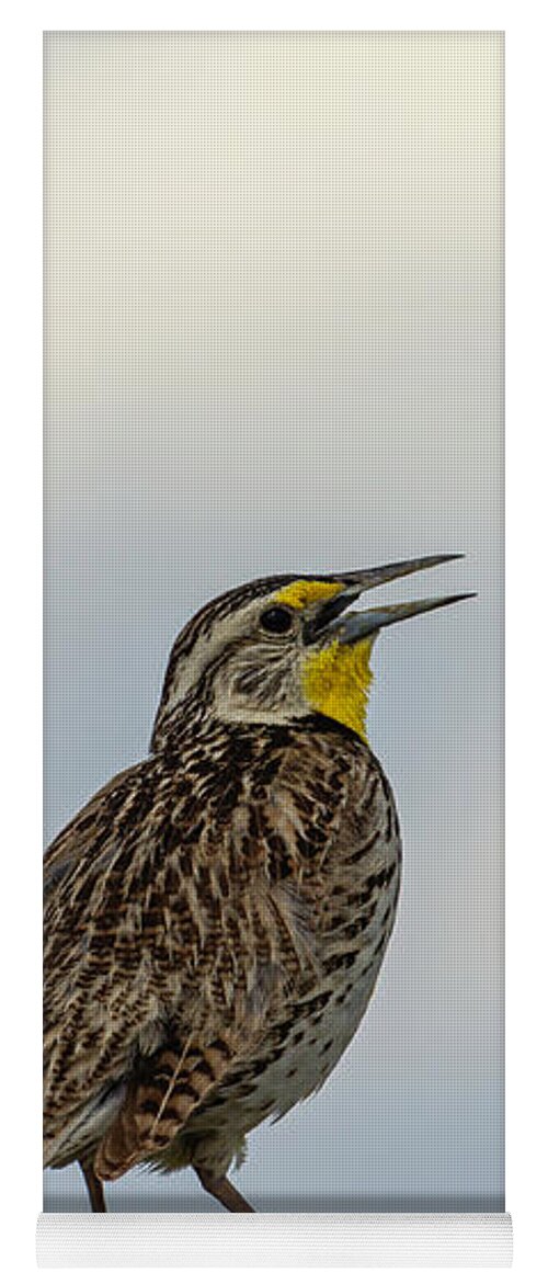 Western Meadowlark Yoga Mat featuring the photograph Western Meadowlark 2014 by Thomas Young