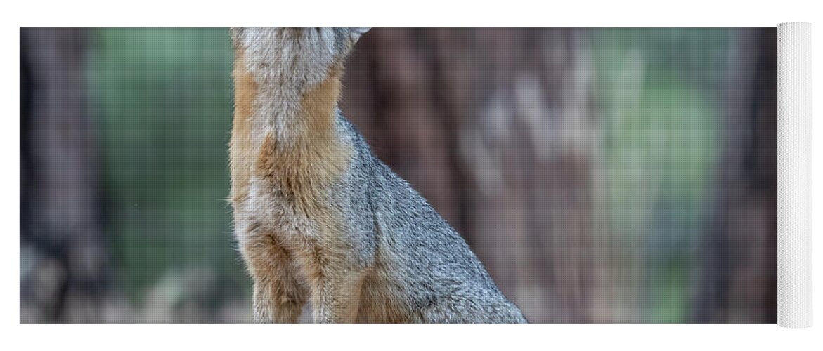 Fox Yoga Mat featuring the photograph What does the Fox Say? by Randy Robbins