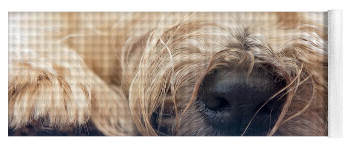 Wheaten Yoga Mat featuring the photograph Wheaten Face Mask 10 by Rebecca Cozart