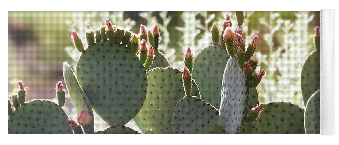 Prickly Pear Cactus Yoga Mat featuring the photograph When Prickly And Beautiful Meet by Saija Lehtonen