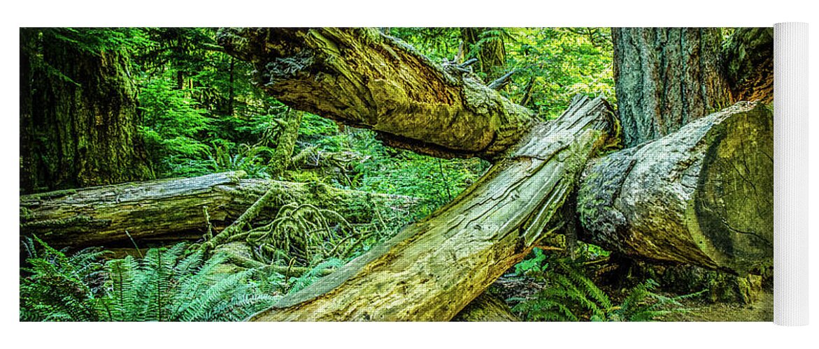 Old Growth Forest Yoga Mat featuring the photograph When the Wind Blows Cathedral Grove by Roxy Hurtubise