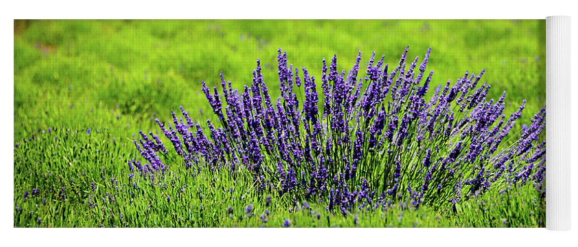 Washington Yoga Mat featuring the photograph Whidbey Lavender Contrast by Tara Krauss