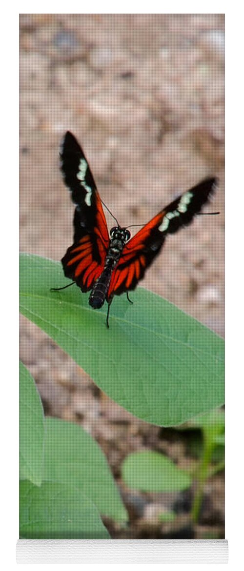 Heliconius-melpomene Yoga Mat featuring the photograph Whispering of butterfly wings 10 by Jaroslav Buna