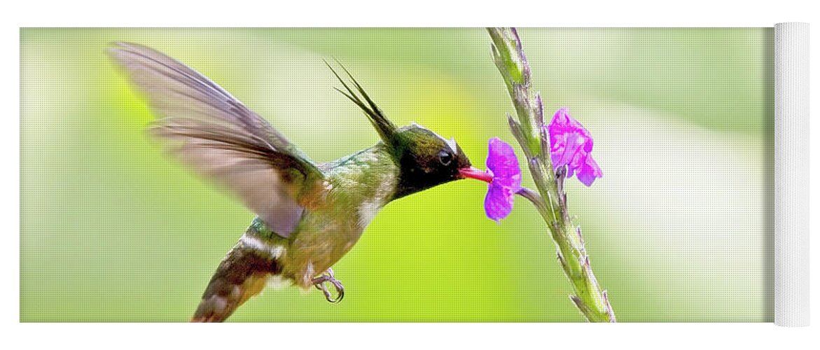 Rare Yoga Mat featuring the photograph White-crested Coquette Lophornis adorabilis sipping nectar by Tony Mills
