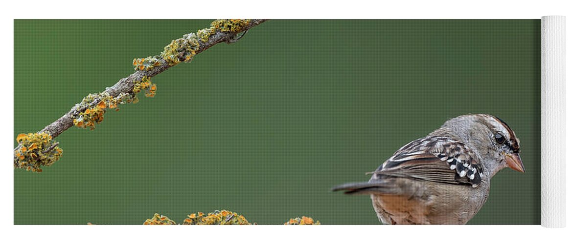 White-crowned Sparrow Yoga Mat featuring the photograph White-crowned uparrow by Puttaswamy Ravishankar