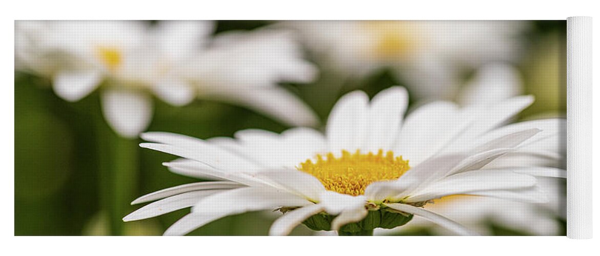 Flower Yoga Mat featuring the photograph White Daisy Flower by Amelia Pearn