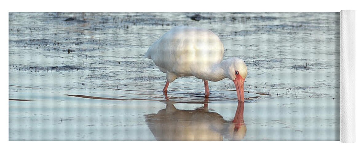 Back Bay Yoga Mat featuring the photograph White Ibis Reflection by Donna Twiford