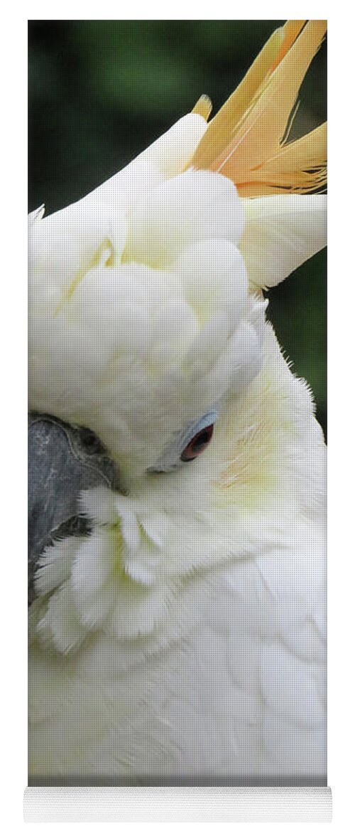 Bird Yoga Mat featuring the photograph White One by Mary Mikawoz