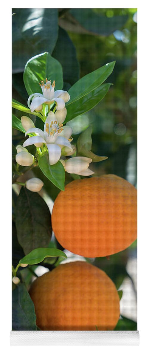 Orange Blossom Yoga Mat featuring the photograph White orange blossom, fruits and floral beauty in the mediterranean sunlight by Adriana Mueller