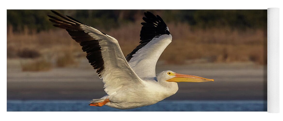 American White Pelican Yoga Mat featuring the photograph White Pelican in Flight by Patricia Schaefer