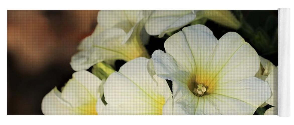 Nature Yoga Mat featuring the photograph White Petunias in Morning Light by Sheila Brown