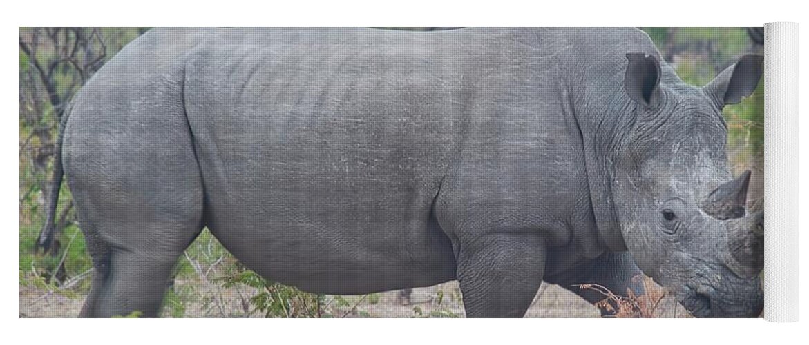 White Rhino Yoga Mat featuring the photograph White Rhino South Africa by Heidi Fickinger