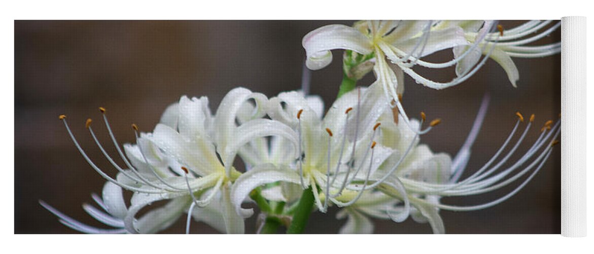 Photograph Yoga Mat featuring the photograph White Spider Lilies by Suzanne Gaff