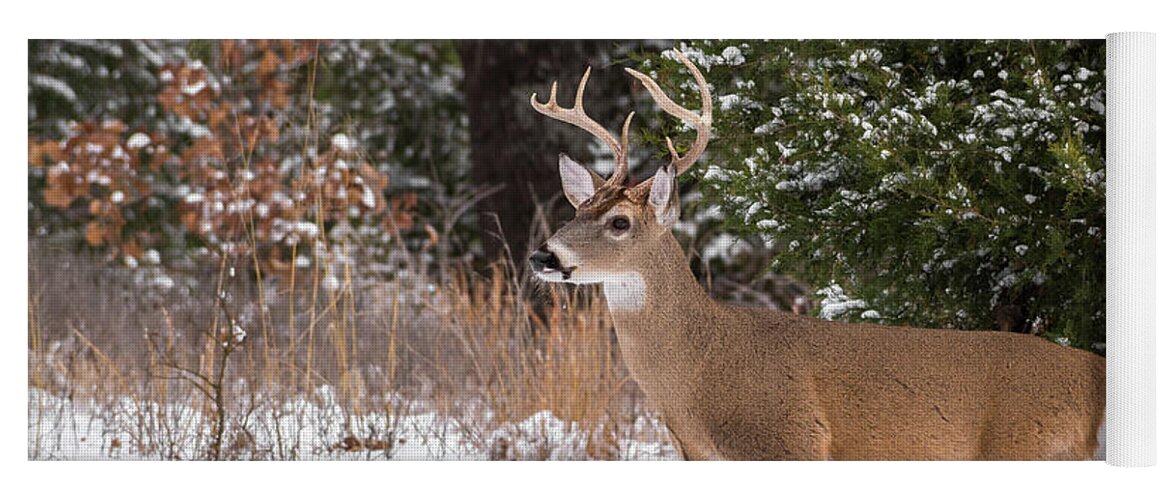 White-tailed Deer Yoga Mat featuring the photograph White-tailed Deer - 8904 by Jerry Owens
