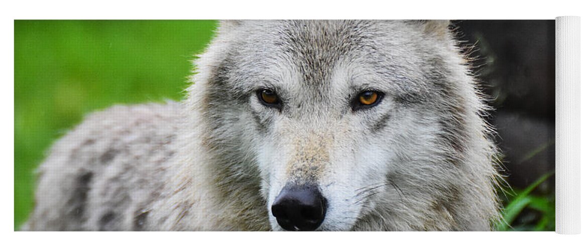 White Wolf Alpha Male Alaska Wildlife Conservatory Canine Hunter Pack Yoga Mat featuring the photograph White wolf by Ed Stokes