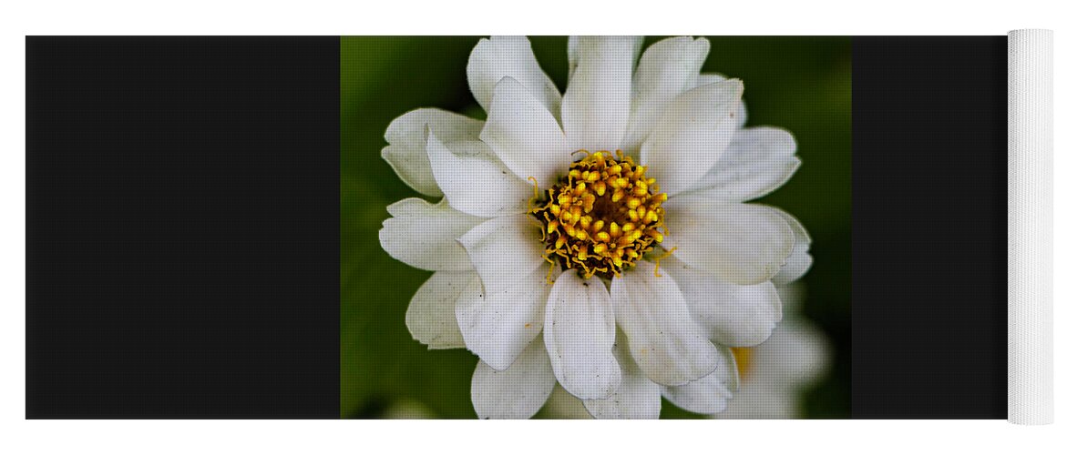 Photography Yoga Mat featuring the photograph White Zinnia Flower by Venetia Featherstone-Witty