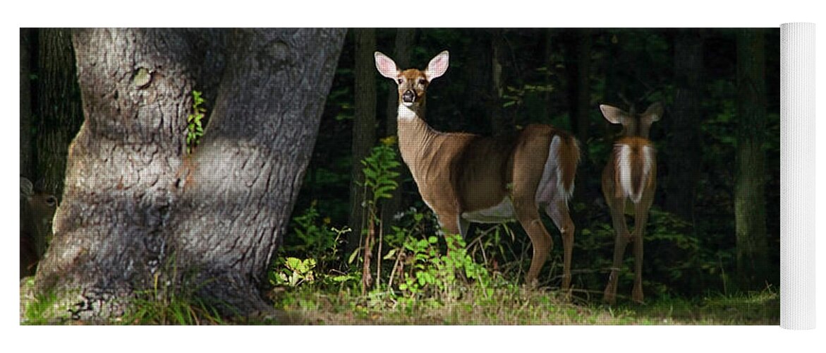 Whitetail Deer Yoga Mat featuring the photograph Whitetail Deer Hindsight by Christina Rollo