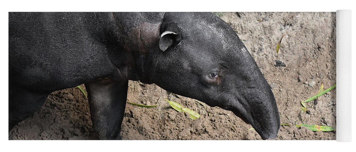 Tapir Yoga Mat featuring the photograph Wild animal photo of a bairds tapir by DejaVu Designs