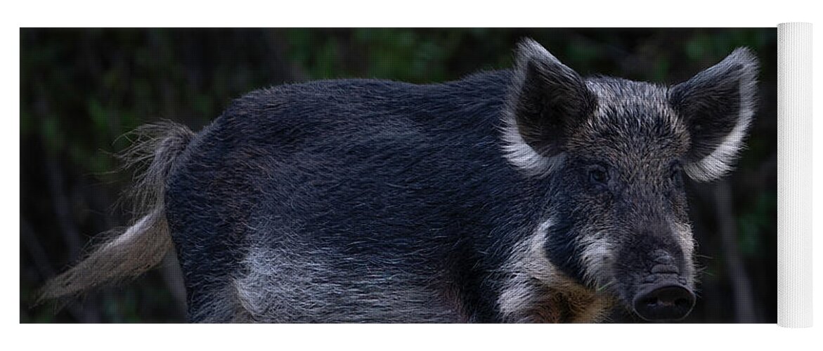 Hog Yoga Mat featuring the photograph Wild Boar 2 by Larry Marshall