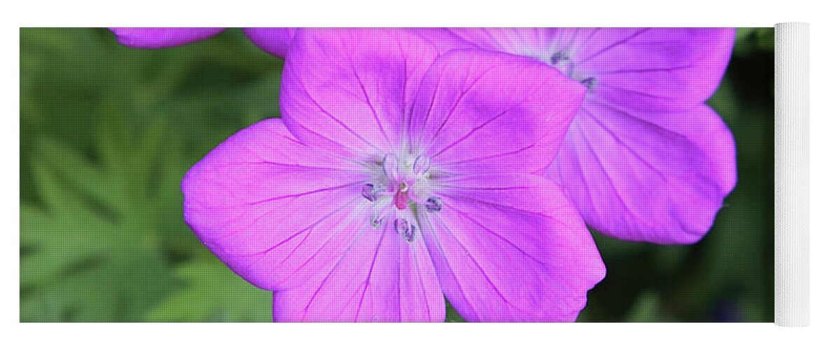Flowers Yoga Mat featuring the photograph Wild Geraniums by Bob Falcone