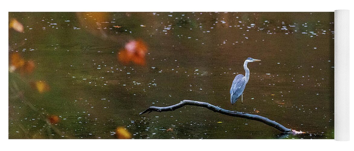 Nature Photography Yoga Mat featuring the photograph Wildlife Photography - Blue Heron Birds by Amelia Pearn