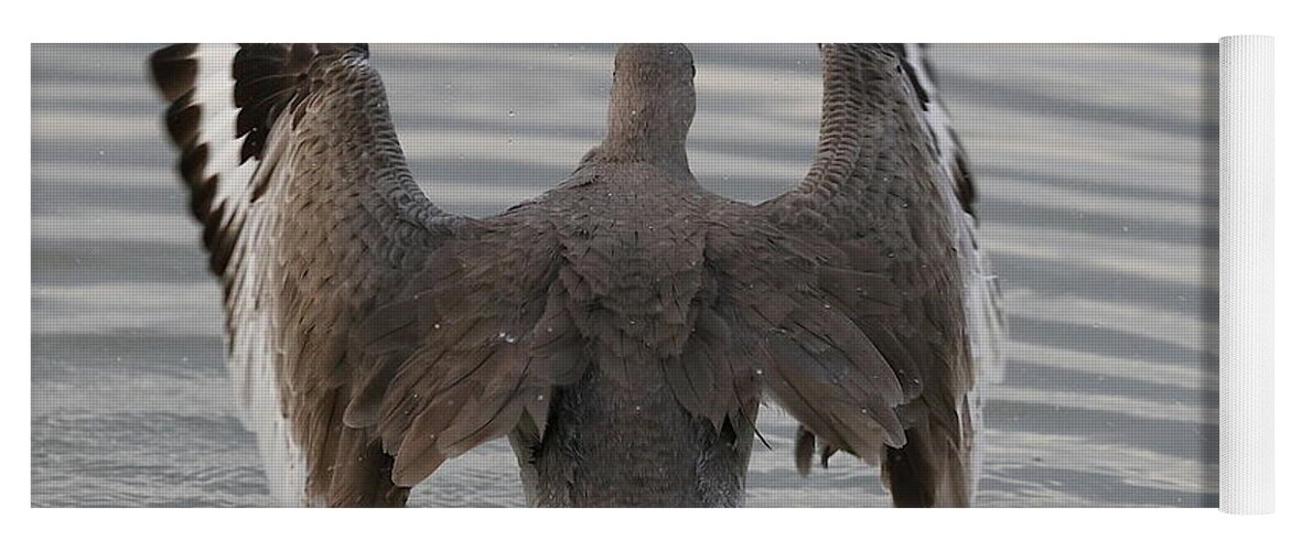 Willet Yoga Mat featuring the photograph Willet's Impressive Wings by Mingming Jiang