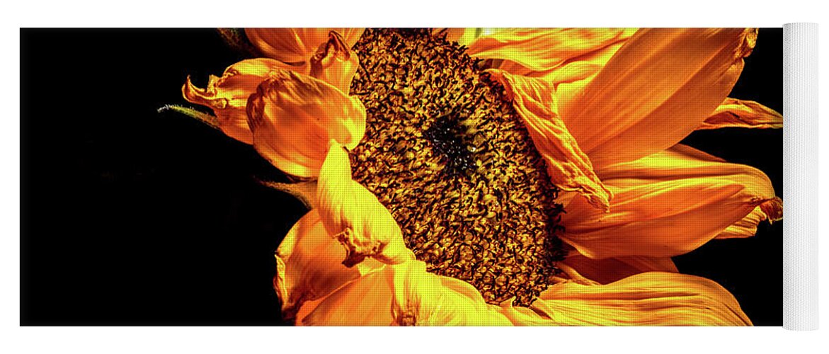 Black Background Yoga Mat featuring the photograph Wilting Sunflower #2 by Kevin Suttlehan