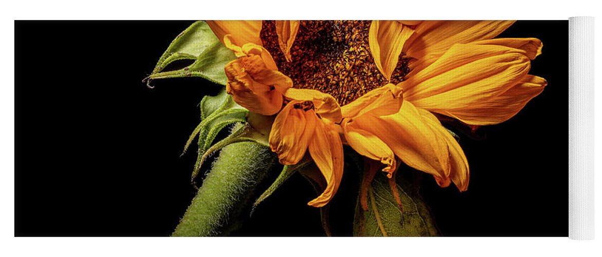 Black Background Yoga Mat featuring the photograph Wilting Sunflower #4 by Kevin Suttlehan