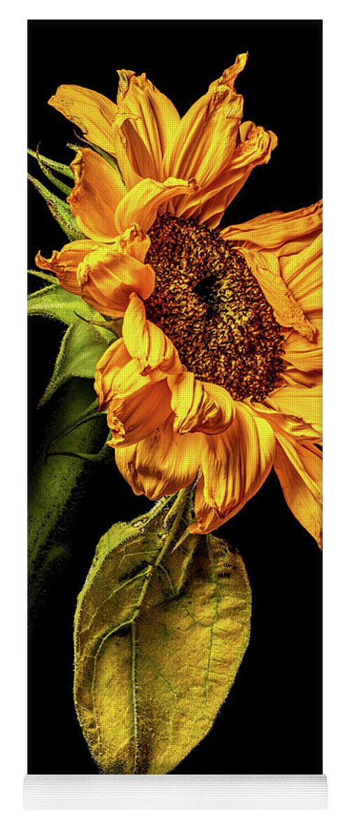 4x5 Format Yoga Mat featuring the photograph Wilting Sunflower #5 by Kevin Suttlehan