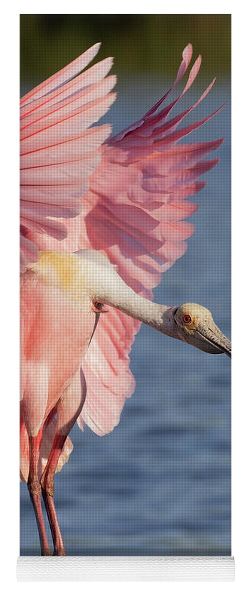 Roseate Spoonbill Yoga Mat featuring the photograph Wings up, neck out by RD Allen