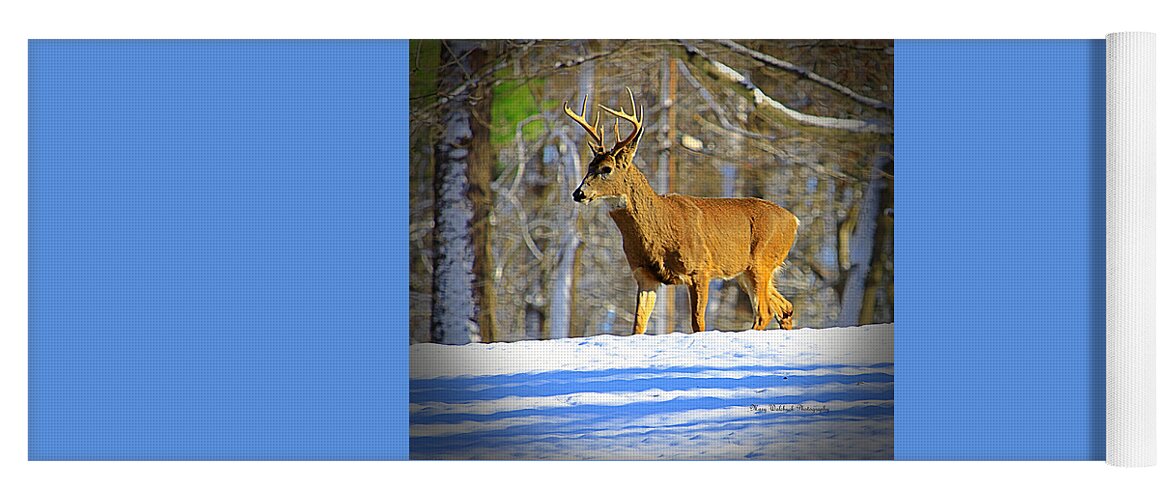 Deer Yoga Mat featuring the photograph Winter Buck by Mary Walchuck