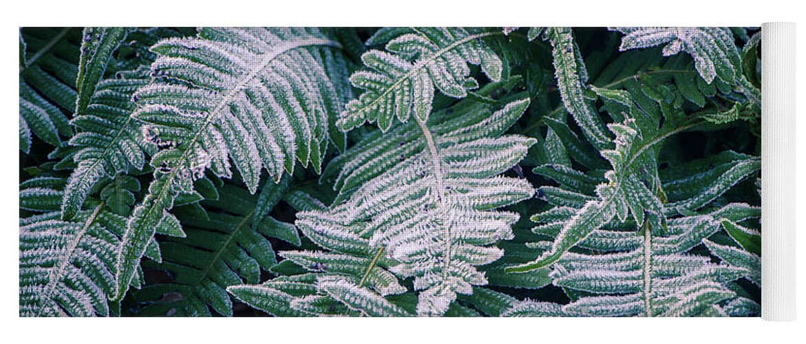 Frost Yoga Mat featuring the photograph Winter Ferns by Naomi Maya