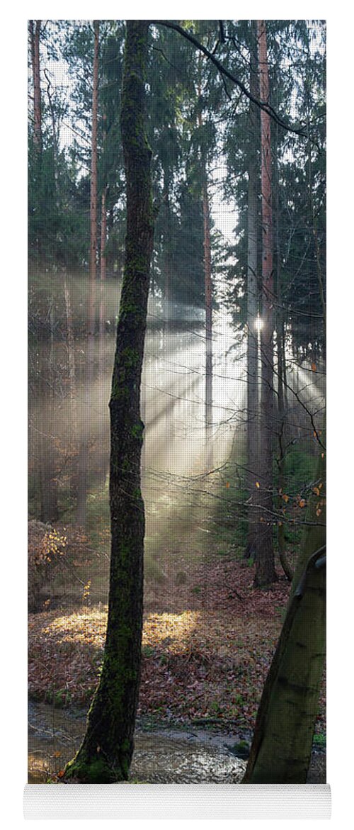 Winter Yoga Mat featuring the photograph Winter light in the forest 2 by Adriana Mueller