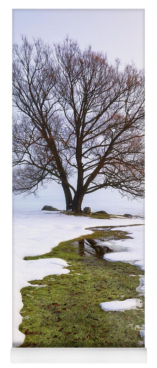 Maine Yoga Mat featuring the photograph Winter Tree 34a9668 by Greg Hartford