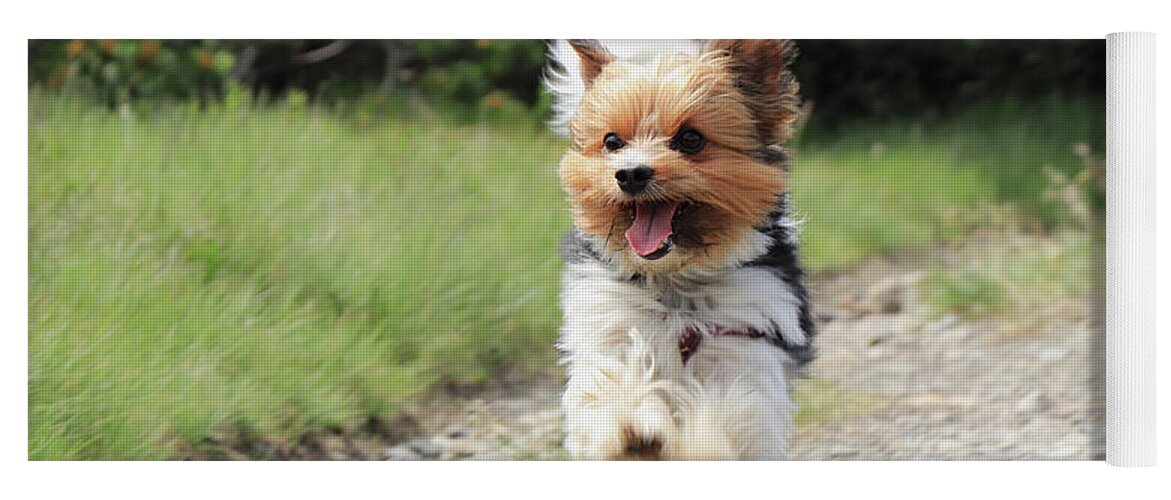 Biewer Yorkshire Terrier Yoga Mat featuring the photograph Biewer Terrier in run position with tongue out by Vaclav Sonnek